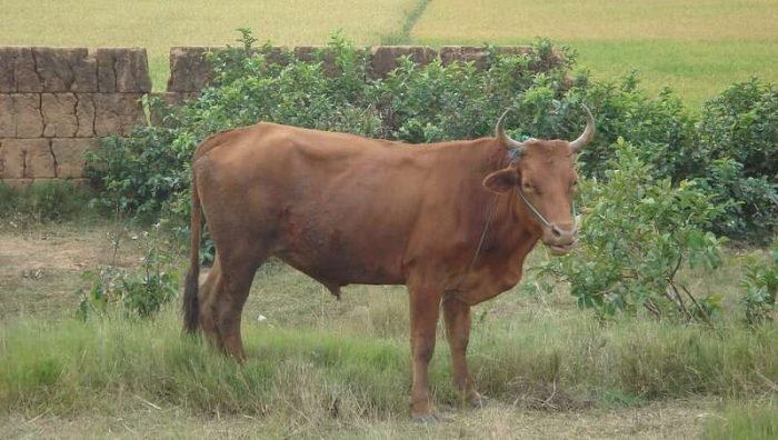 2532747787_de187b40f3_c