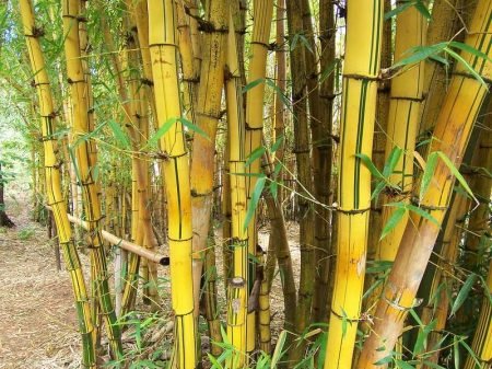 393886690_cee2f68a70_c