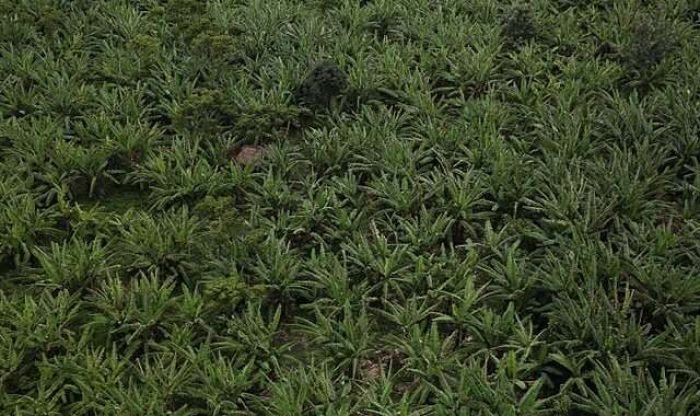 640px-Farmer_hut_in_middle_of_palm_oil_trees_(21052446662)