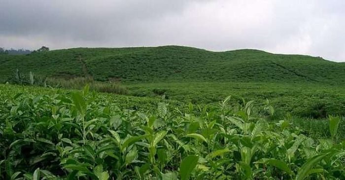 640px-Plantation_de_thé_-_Ouest_du_Cameroun