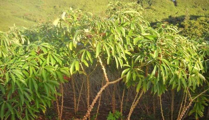 7451340056_3db512f5ba_c