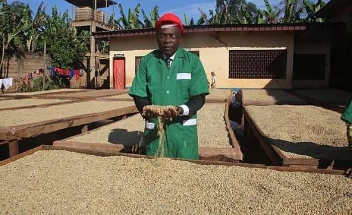 Café_du_Cameroun_à_la_conquete_du_monde