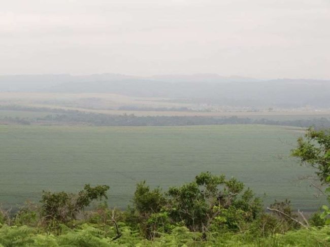 Canne_à_sucre_franceville_gabon_2006