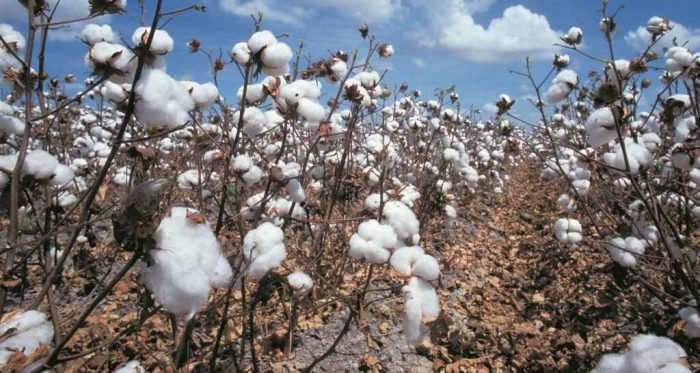 Feld_mit_reifer_Baumwolle small