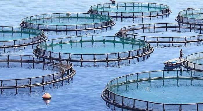 Fish-farm-hero