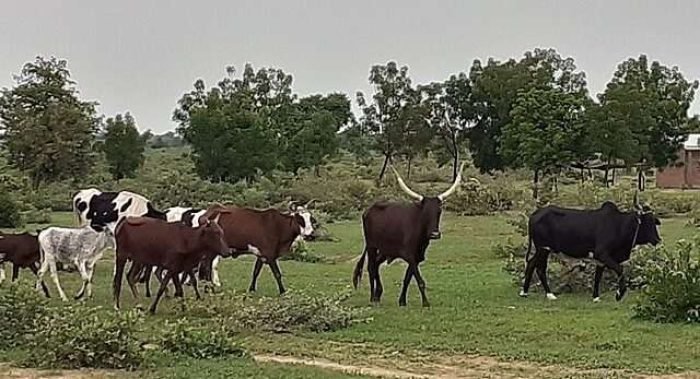 Taureaux_et_vaches_hollandais_à_wallya_Cameroun