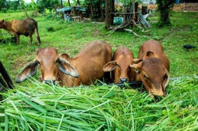 vache-brune-mangeant-herbe small